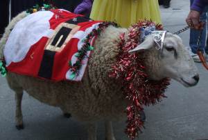 Festive sheep